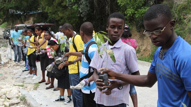 Haiti Tree chain