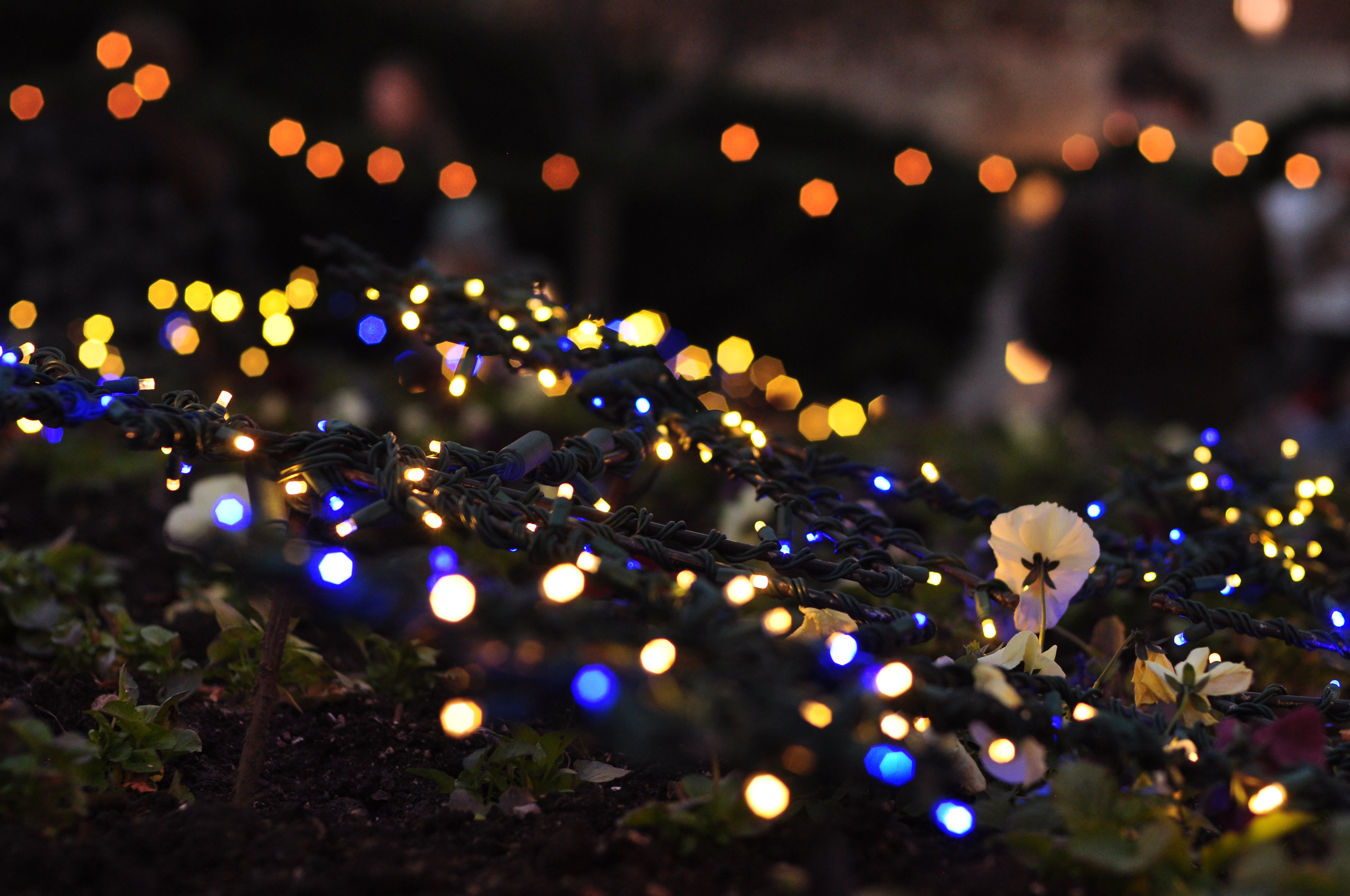 Temple Square lights28 2014